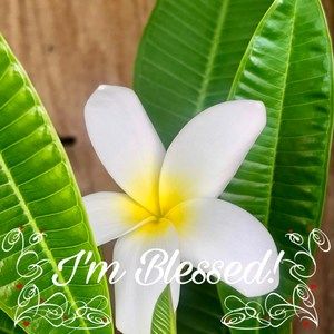 Meet your Posher, Sherryl